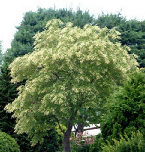 Oxydendrum arboreum Sourwood Lily of the Valley tree 10 seeds