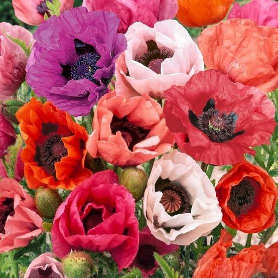 Mixed Colors Oriental Poppy Seeds For Planting Stratified Perennial Fresh Seeds
