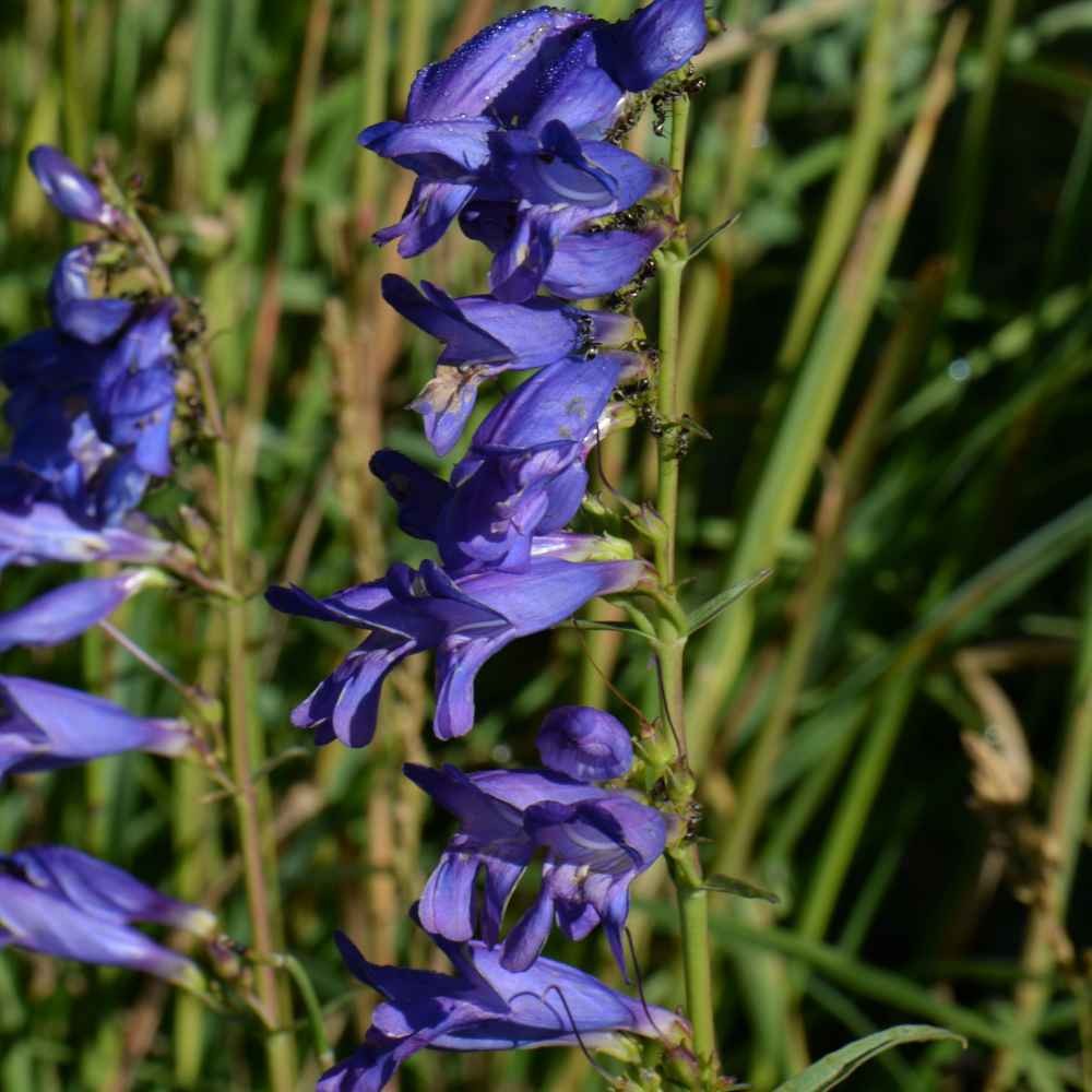 5000 Seeds Drought Tolerant Rocky Mountain Penstemon Flower Seed For Xeriscaping