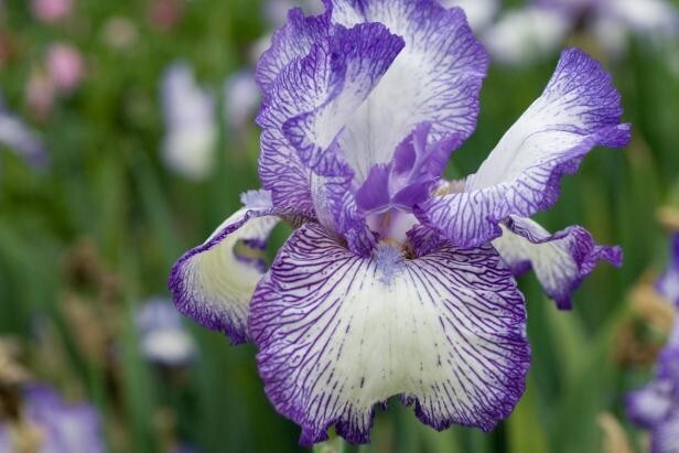 6x MIXED VARIETIES/COLORS BEARDED IRIS Bulbs/Rhizomes FRESH