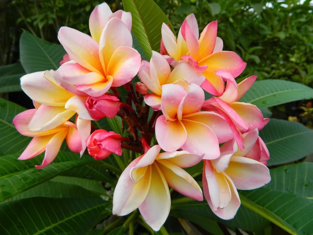ROOTED PINK PLUMERIA PLANT (Cotton Candy) WITH MULTI TIP