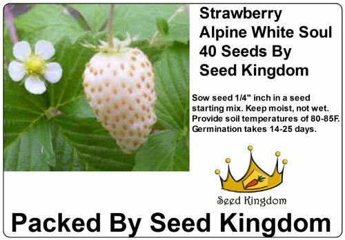 Strawberry Alpine White Soul Fruit Bush By Seed Kingdom 40 Seeds