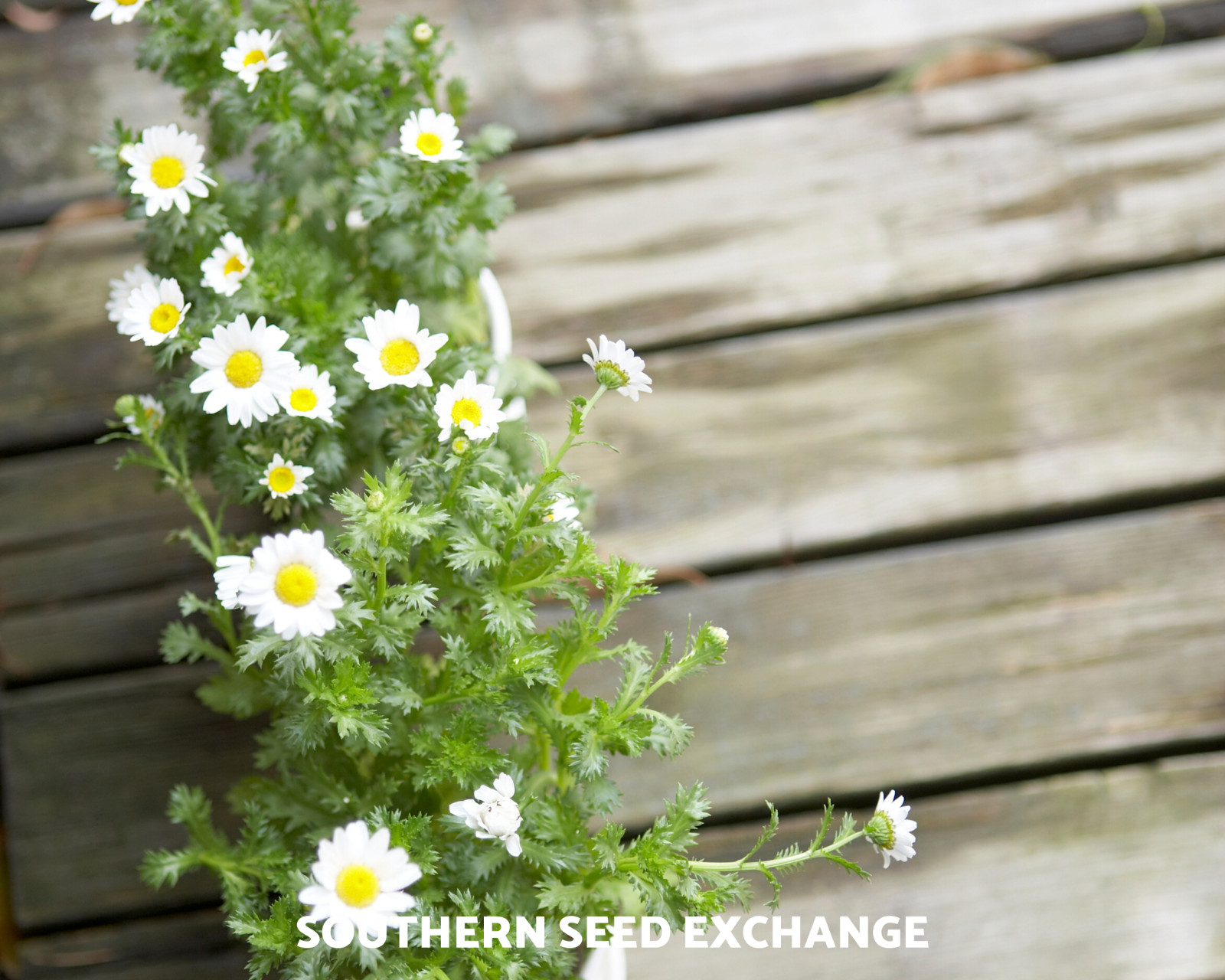 Feverfew – 100 Seeds – Medicinal Herb – Hummingbirds (Tanacetum Parthenium)