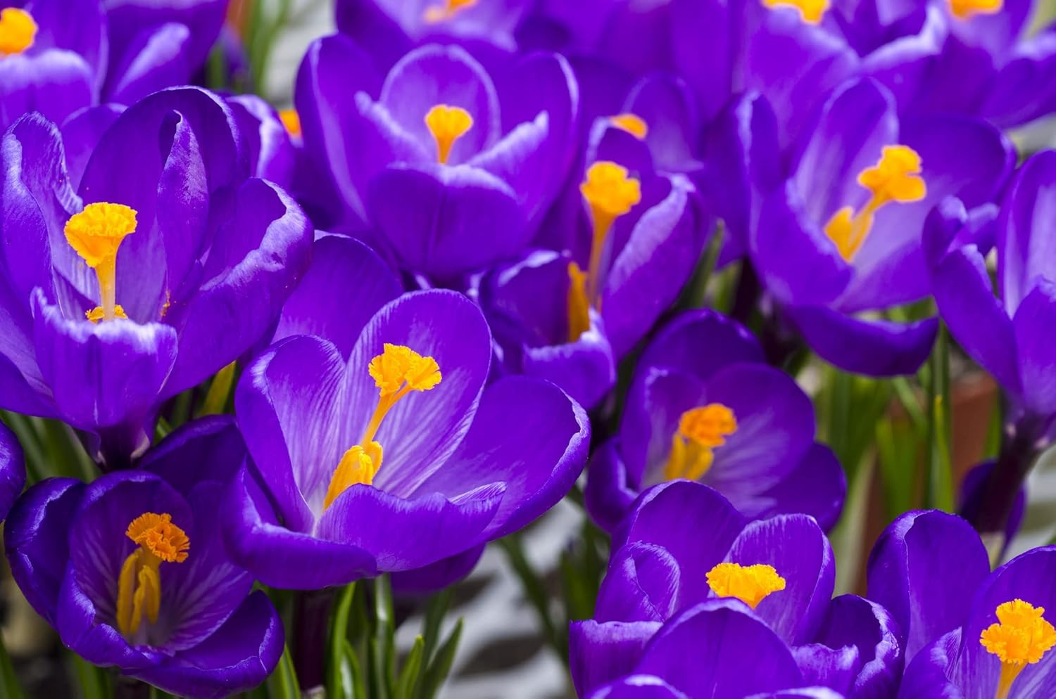 Purple Remembrance Crocus (10 Bulbs) Made in USA