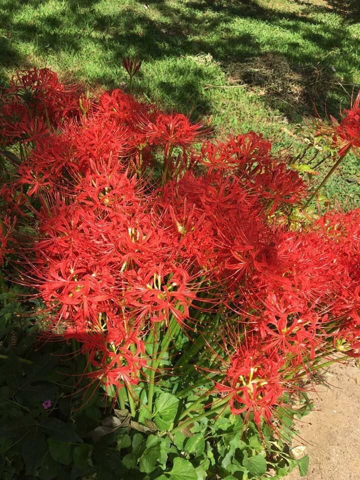 Red Spider Perennial Lily Flower 35 + Seeds USA Seller