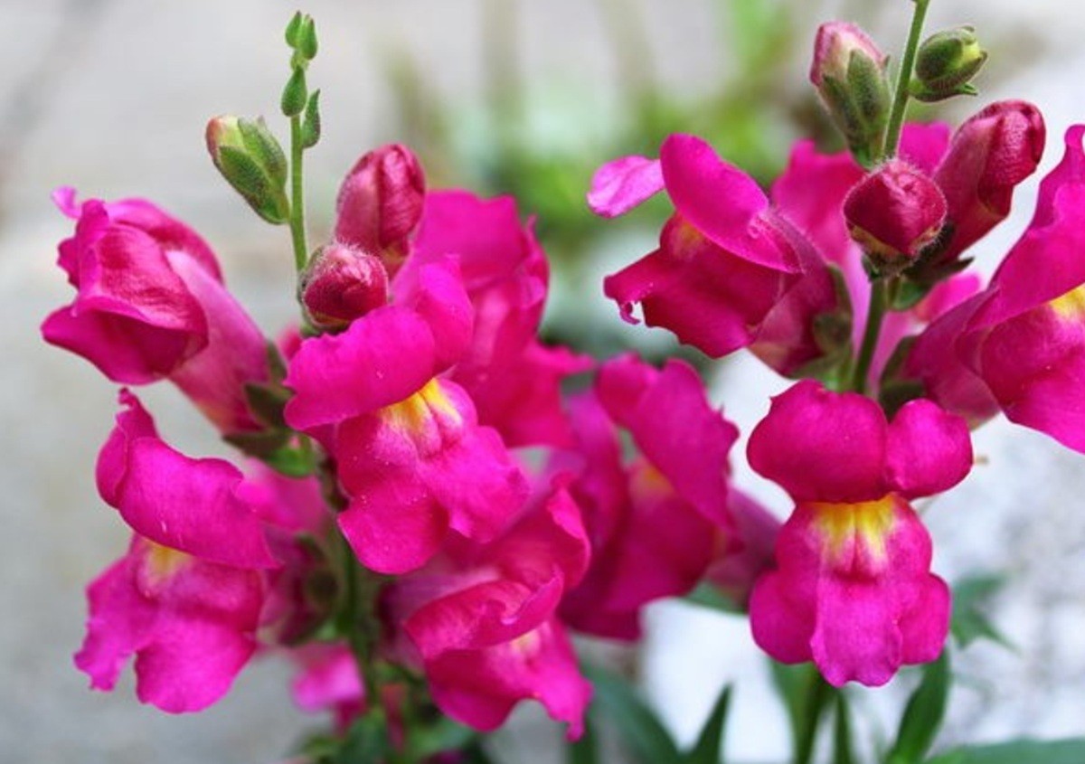 25 VARIOUS Colors Snapdragoon Seeds