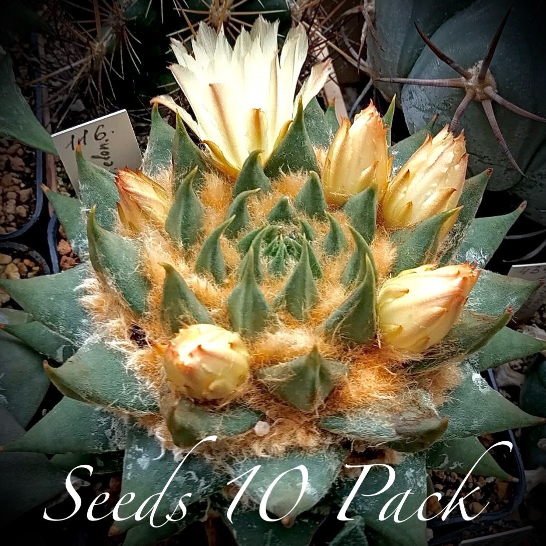 (10) Pack SEEDS Ariocarpus Trigonus US SELLER