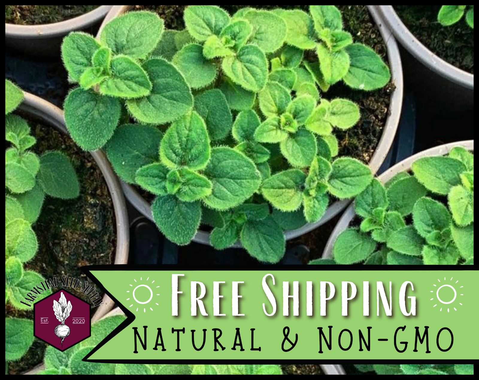 5250+ Italian Oregano Seeds, Herb Gardening Seed Packet, Free Shipping USA