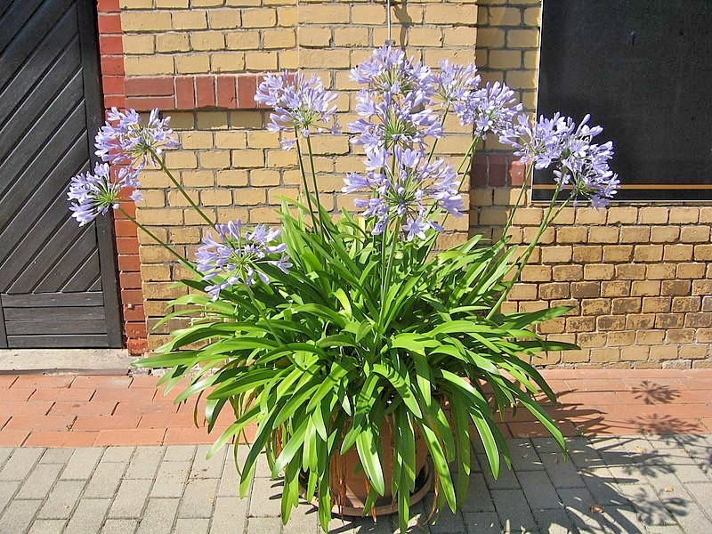 blue Lily of the Nile 100 seeds. Agapanthus. EZ to grow, hardy too zone 7. USA.