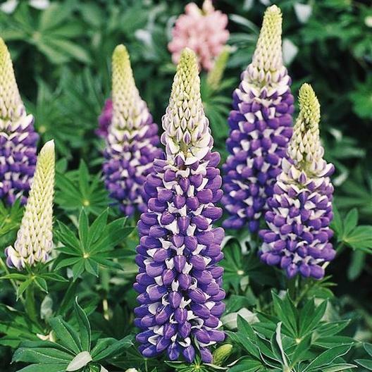 Russell Lupine PURPLE THE GOVERNOR Perennial Hummingbirds Love Non-GMO 20 SEEDS