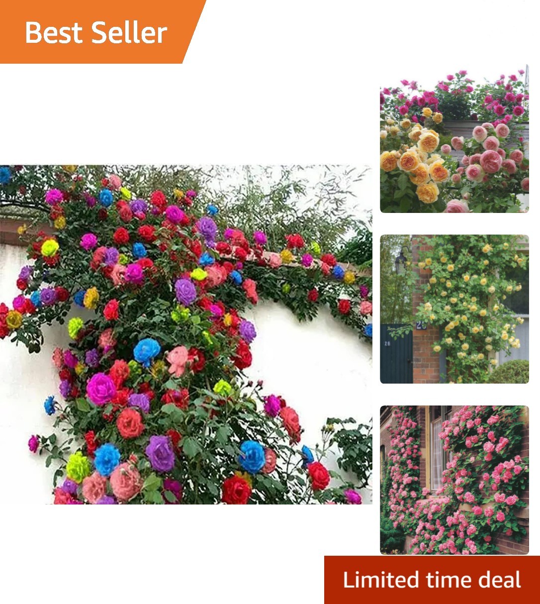 200+ Mix Climbing Rose Seeds for Planting Outdoors Ornamental Climbing Flower…