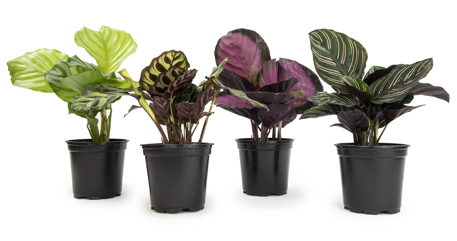 Live Calathea Houseplant (4 Pack), Pet Safe Plants for Cats & Dogs, Makoyana,…
