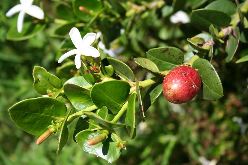 Natal Plum, Carissa macrocarpa, (Carissa grandiflora), Shrub Seeds