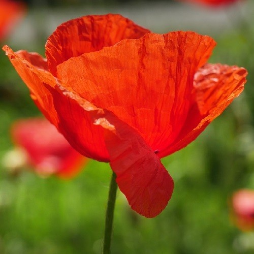 20,000 Organic Red Flanders Field – American Legion – Shirley Poppy Seeds 2026