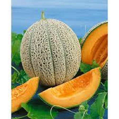 Premium Hale’s Best Jumbo Cantaloupe – Fresh Heirloom Seeds – Up to 6 lbs! Sweet