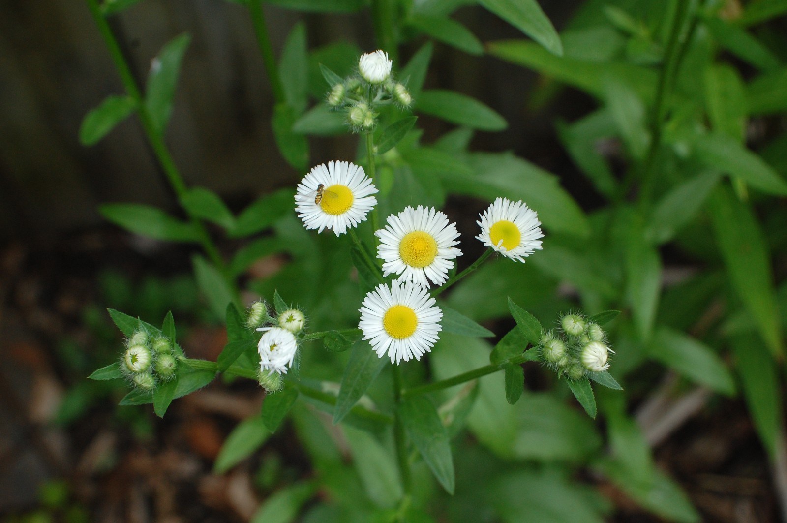 1/4 TSP + ANNUAL FLEABANE DAISY SEEDS/Erigeron annuus/NATIVE US