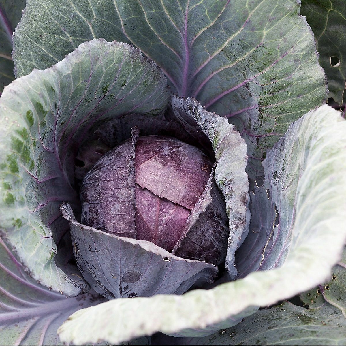 Red Acre Cabbage Seeds 500+ Vegetable Garden NON-GMO USA SELLER FREE SHIPPING