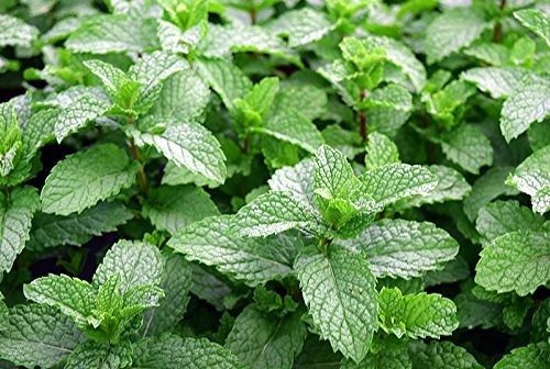 100+ Mojito Mint Seeds, Heirloom Herb Non-GMO, Fragrant Rare! Ships from USA …