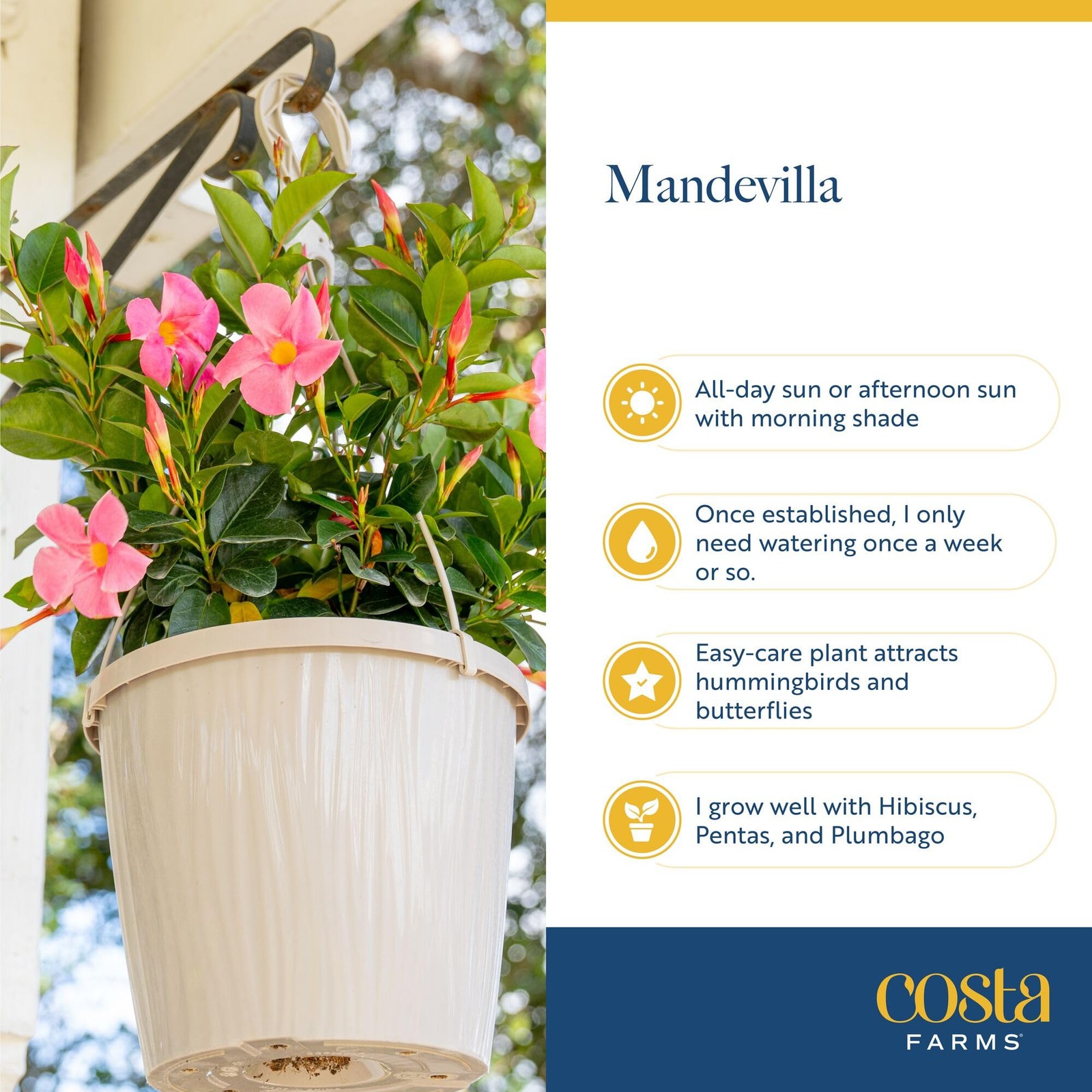 Costa Farms Live Mandevilla Outdoor Plants 4Pack, Pink Flowering Vines in 1.5…