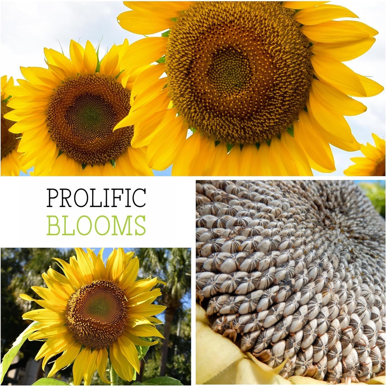 Mammoth Grey Stripe Sunflower Seeds | 600+ Heirloom Seeds Helianthus Annuus Non