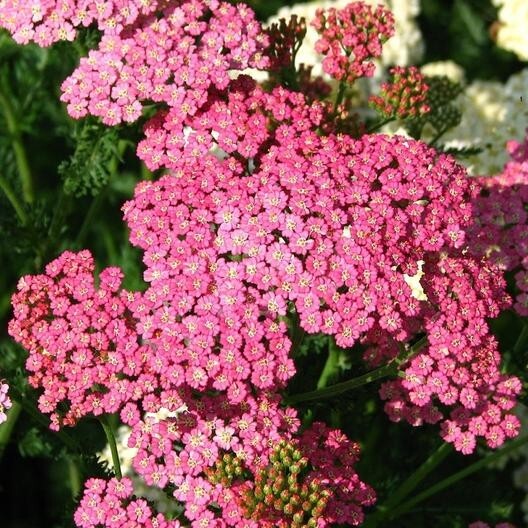50+ Yarrow Cerise Queen seeds