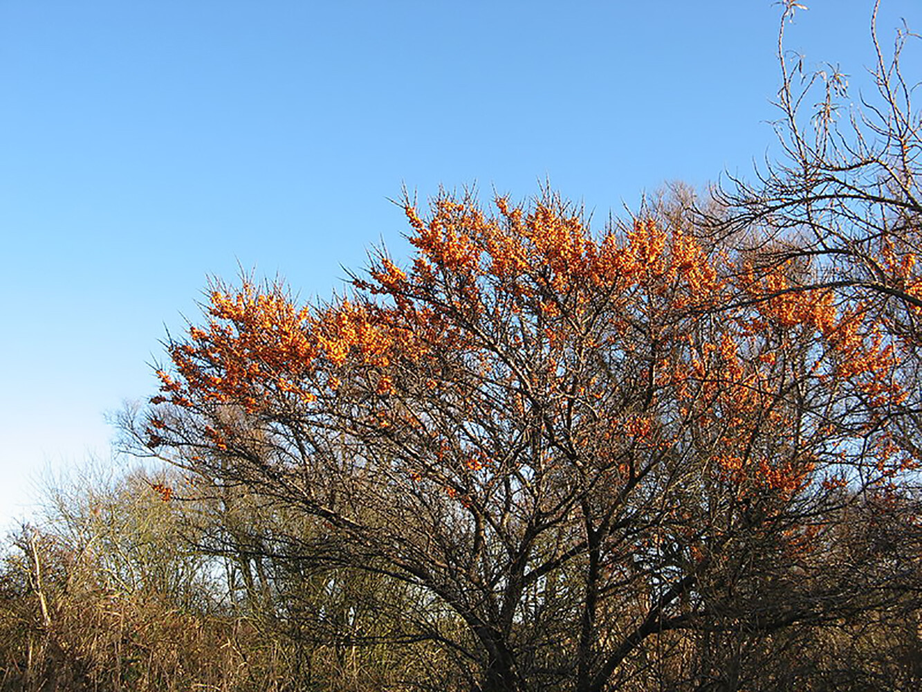 Sea Buckthorn, Hippophae Rhamnoides, Shrub Seeds (Edible, Hardy, Easy)