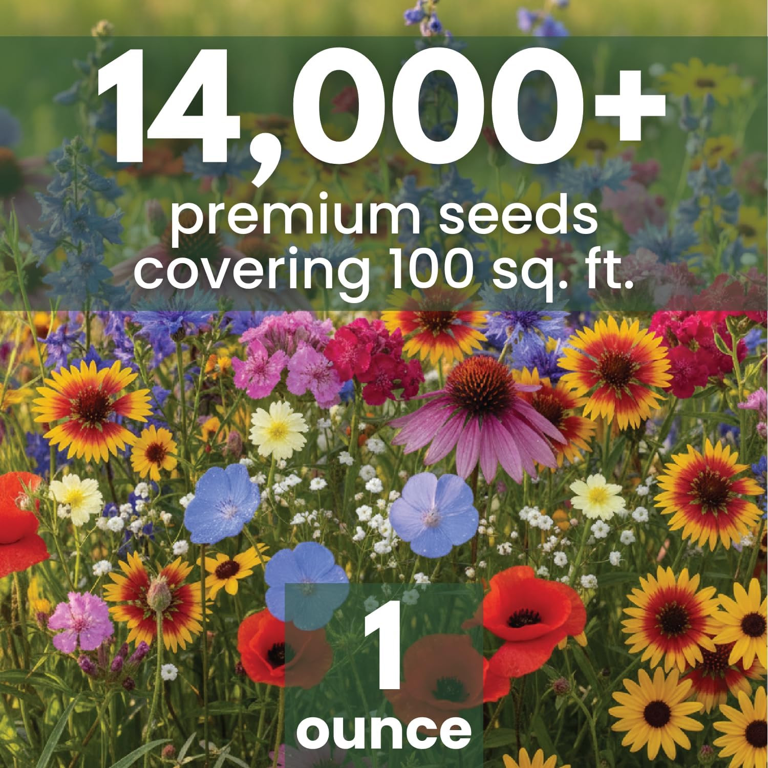 Midwest Regional Mix – 14,000 Seeds for Planting – 2026 Season – 1 Ounce Pouch