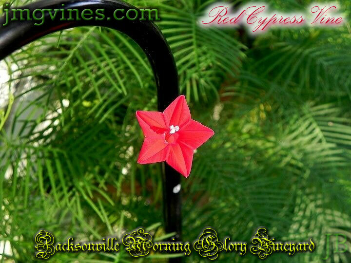Red Cypress Vine Ipomoea Quamoclit 10 Qty