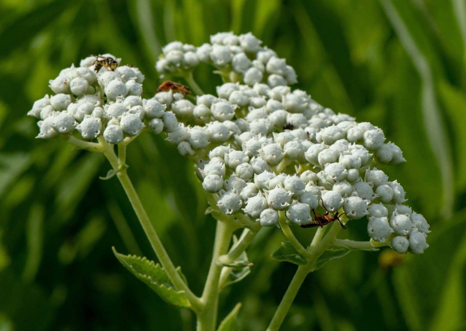 Wild Quinine SEEDS (Parthenium integrifolium), American Feverfew