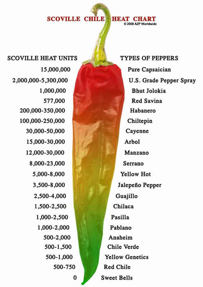 25 PURPLE BEAUTY PEPPER SEEDS ~ heirloomseedguy ~ 2026 ~ NON-GMO