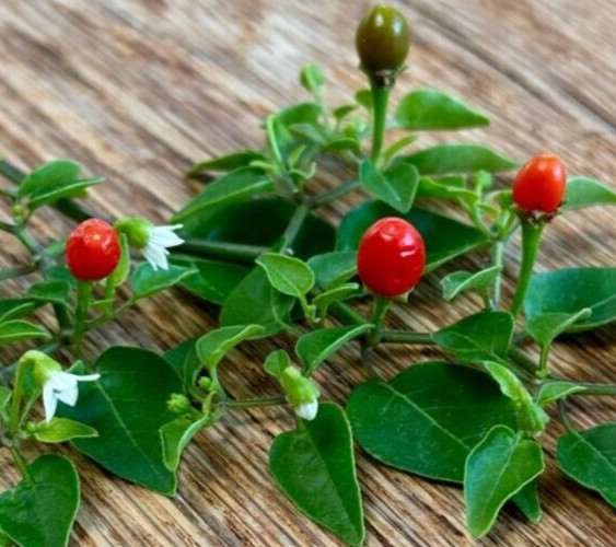 25 Hot Fresh Chiltepin | NON-GMO | Premium Pepper Seeds-B 19