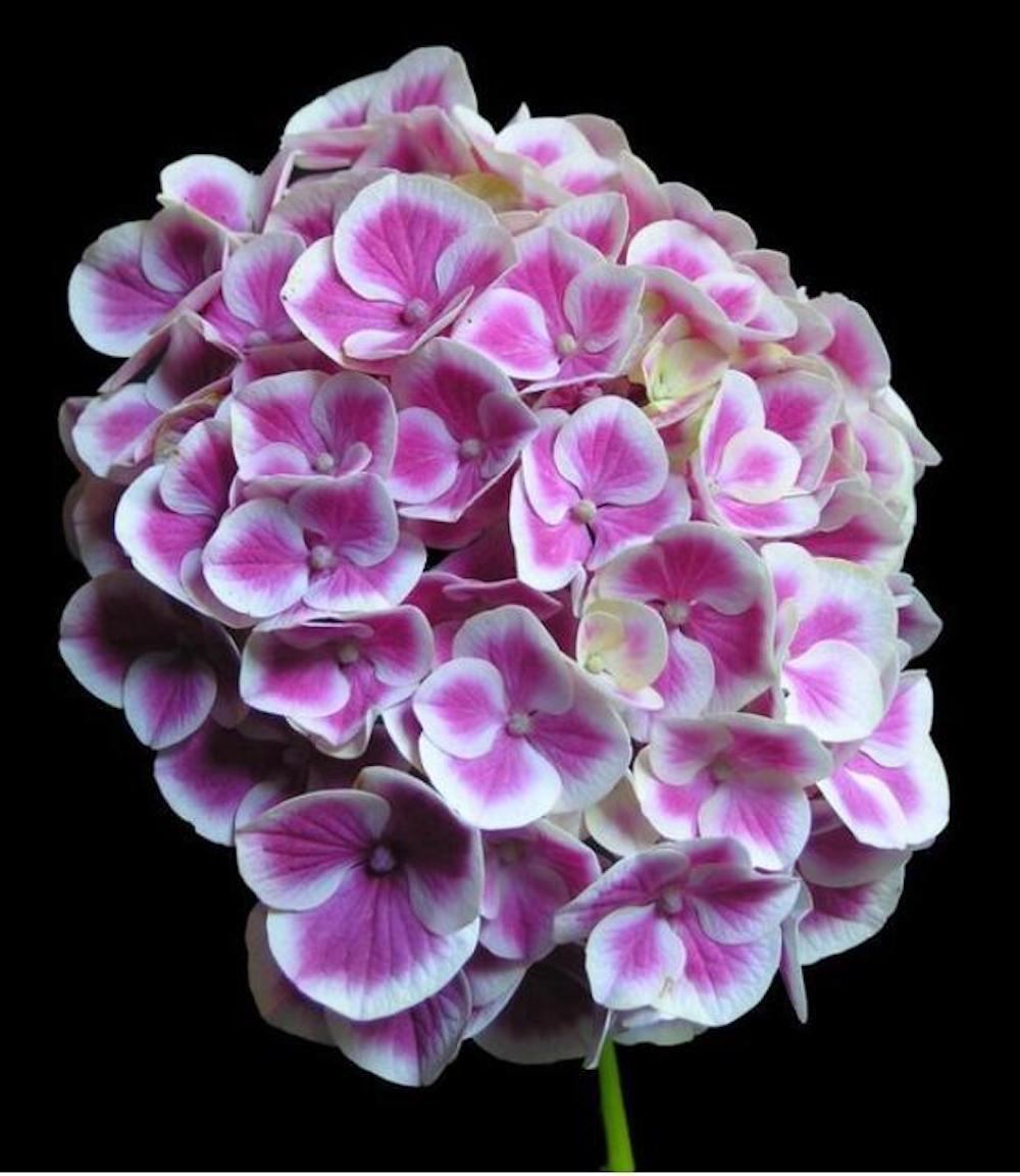 20 EXOTIC RARE HYDRANGEA SEEDS for garden bloom flower bed plant bush USA SELLER
