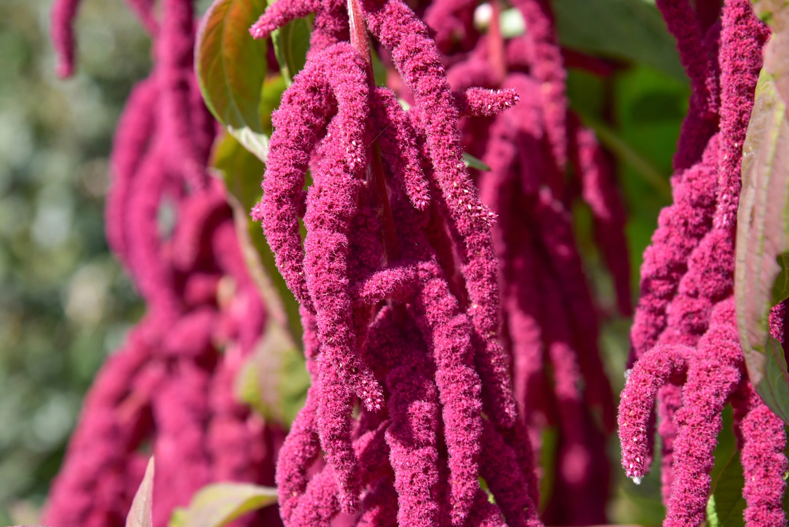 500 LOVE LIES BLEEDING Amaranthus Caudatus ( Kiss Me Over The Garden Gate ) Seed