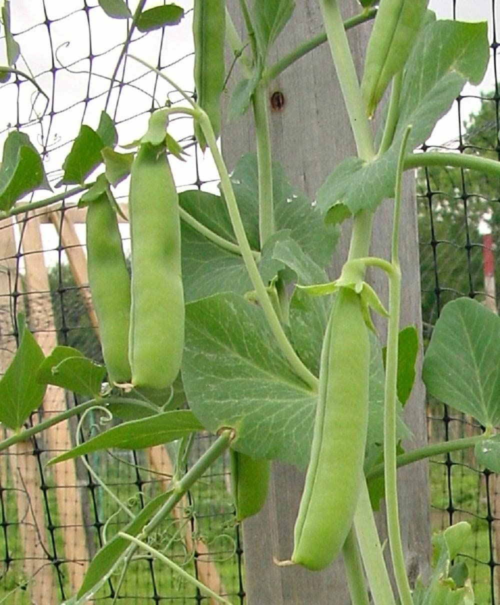 Pea Seeds, Thomas Laxton Pea Seeds, “COOL BEANS N SPROUTS” Brand. Home Gardening
