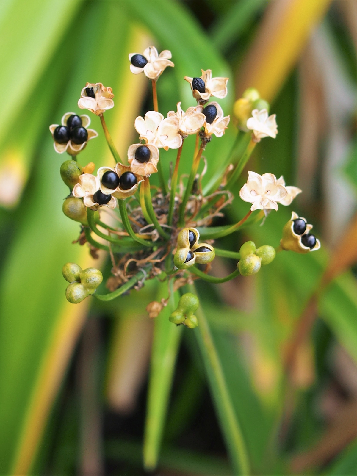 500 ALLIUM VICTORIALIS Seeds (Victory Onion) | NON-GMO | Free shipping | Annual