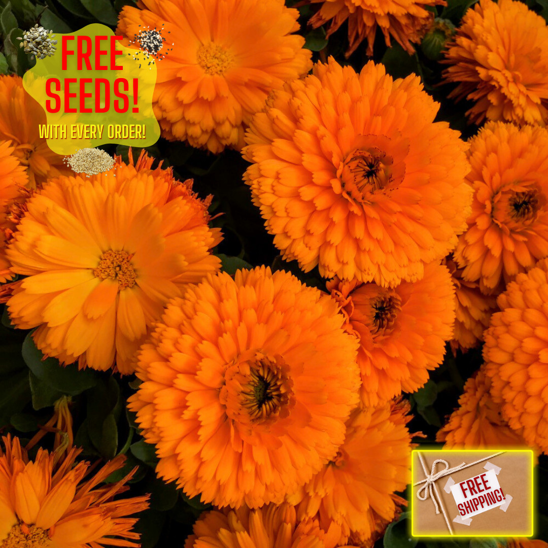 Fresh Premium French Marigold Calendula Seeds | Heirloom Non-GMO | Flower Seeds