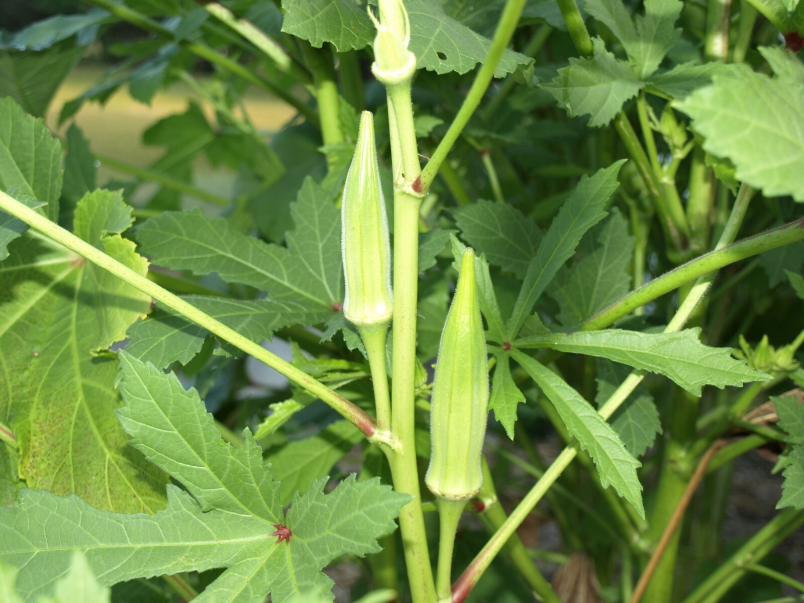 50+ Okra seeds Clemson Spineless Okra Super healthy vegetable USA