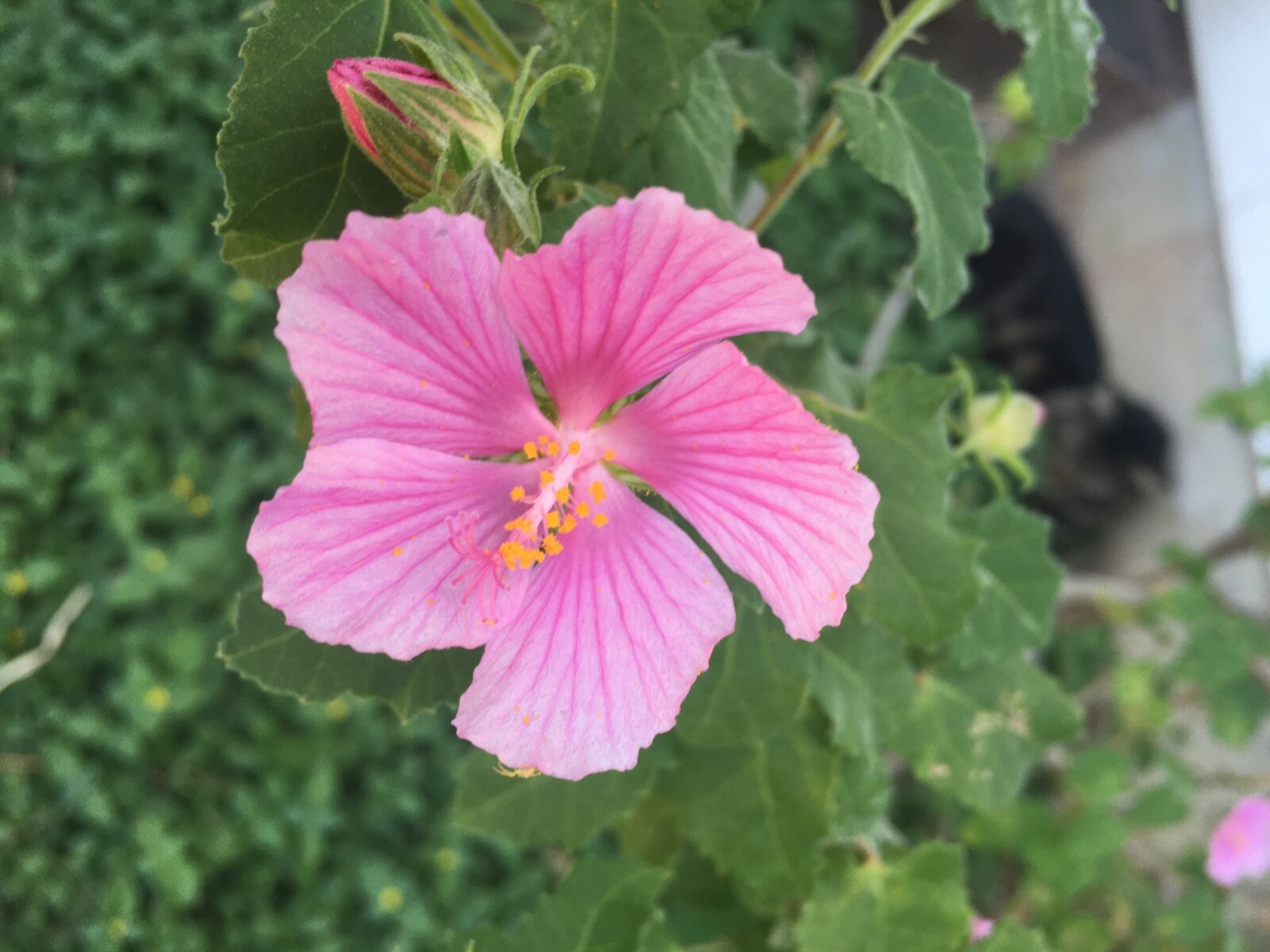 75 Rock Rose Pavonia Seeds Pavonia lasiopetala  EXTRA Seeds Included