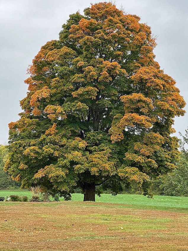 Acer saccharum | Sugar Maple | 10 Seeds