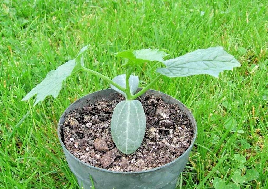 30+LUFFA SPONGE GOURD Seeds Loofah Loofa Lofa Heirloom Vine Garden Container