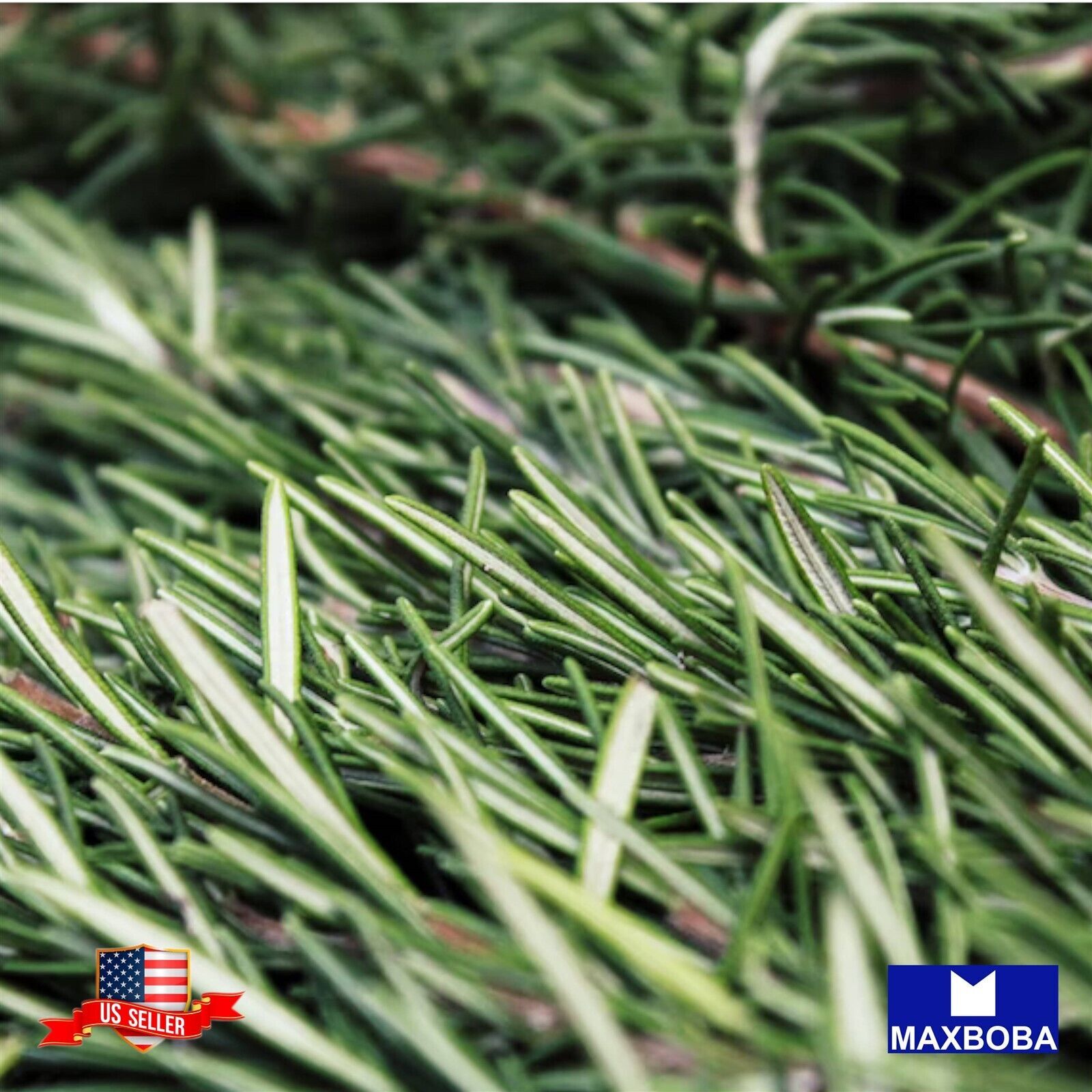 50+ Rosemary Seeds Non-GMO Heirloom BTGO 75% OFF