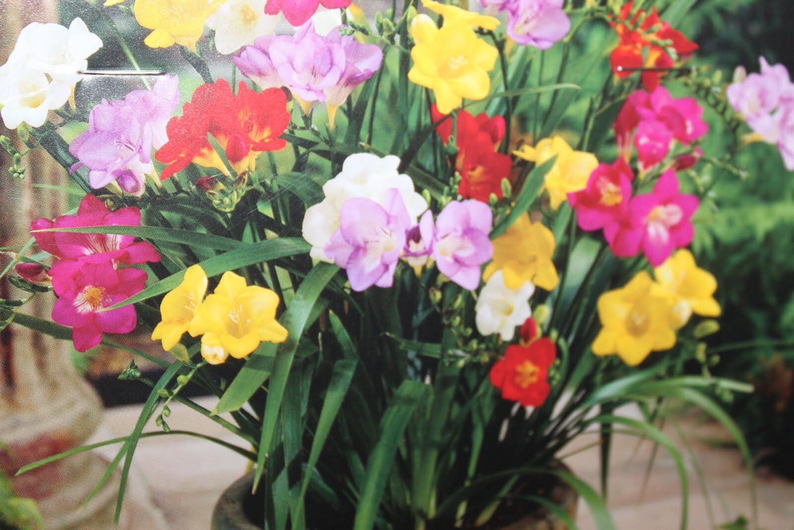 10 Freesia Bulbs Single Mix Mixed BRIGHT color Collection Bulbs VERY FRGRANT