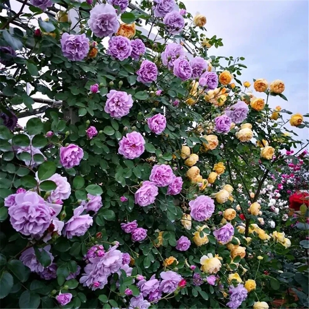 20 SEEDS for Violet RARE CLIMBER climbing Rose flower exotic plant USA Seller