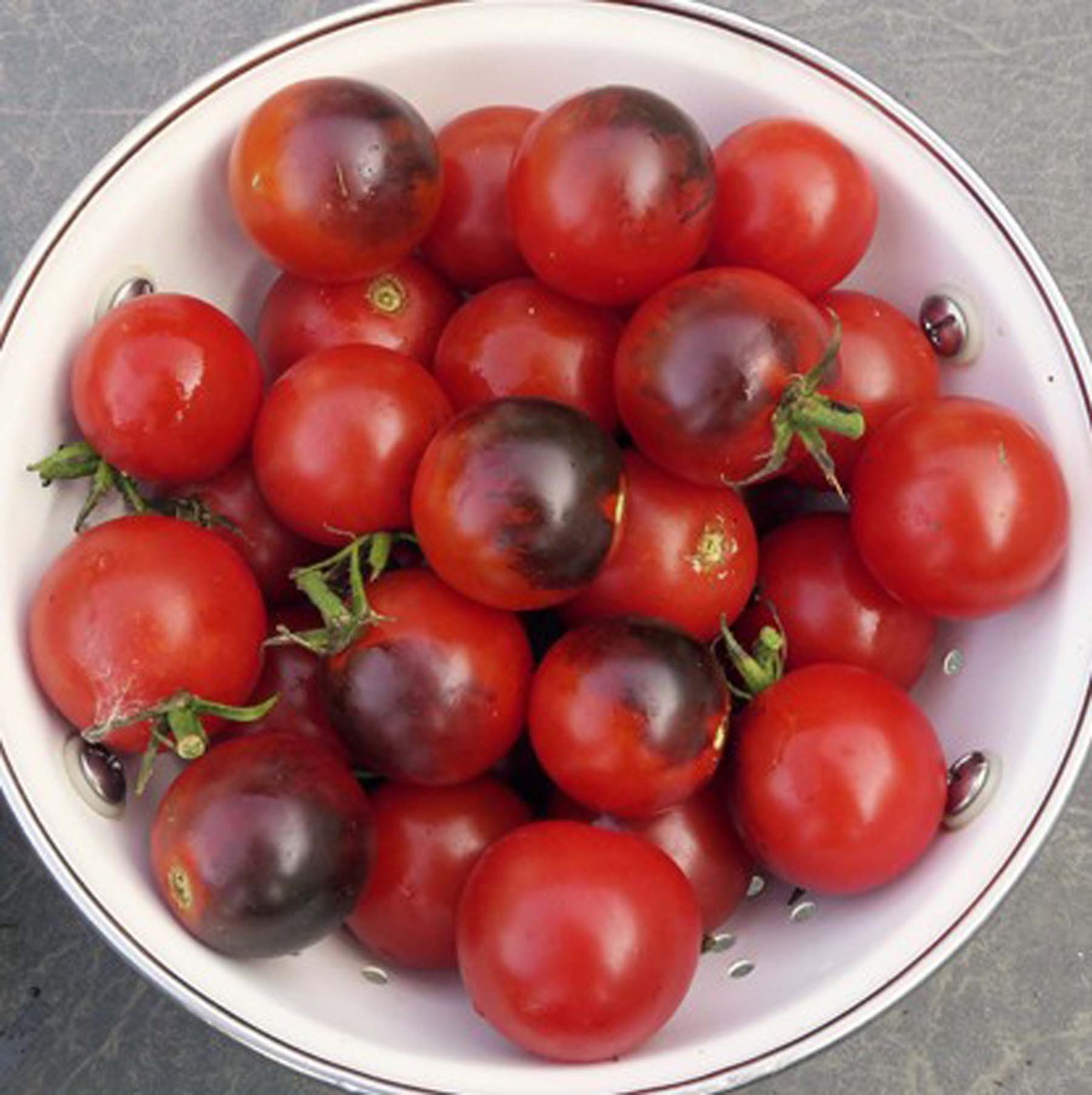 Midnight Snack Tomato Seeds – 15 Seeds | Sweet, Dark Purple Heirloom Tomatoes