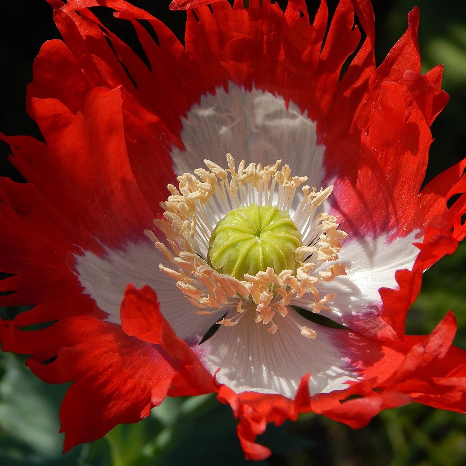 Poppy DANISH FLAG Red & White Cross Huge Flowers Pollinators Non-GMO 1000 Seeds