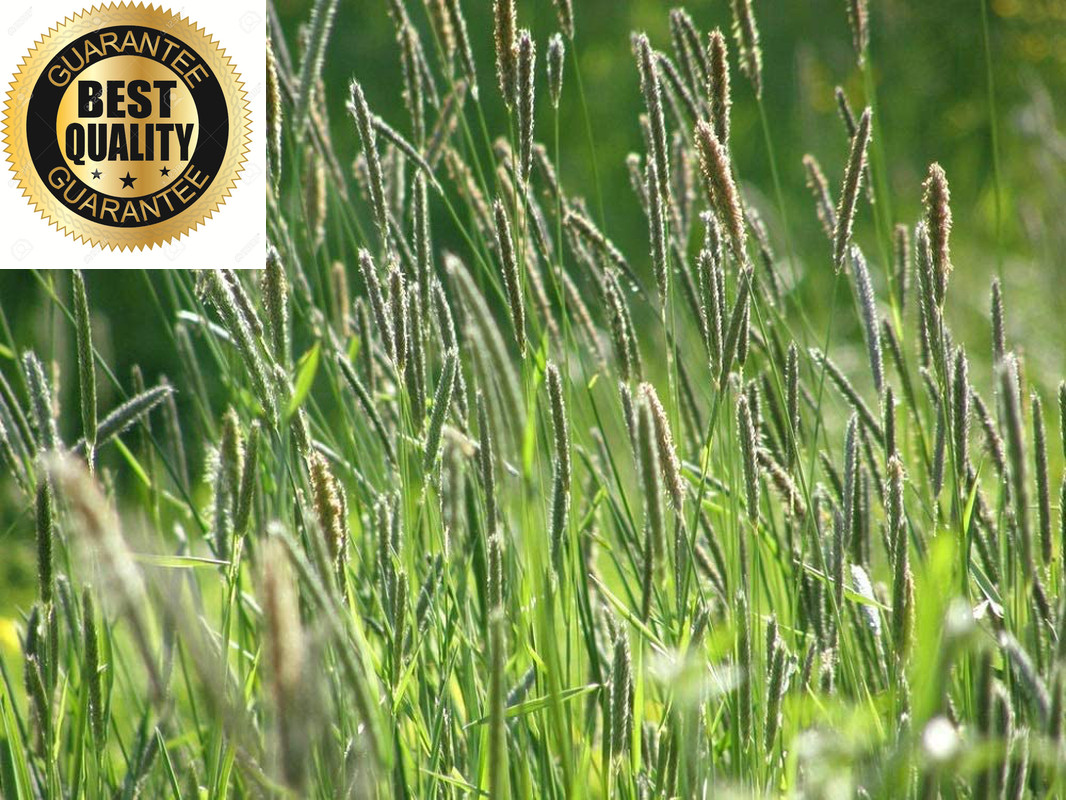 Climax Timothy Grass Seeds, 5 Pounds