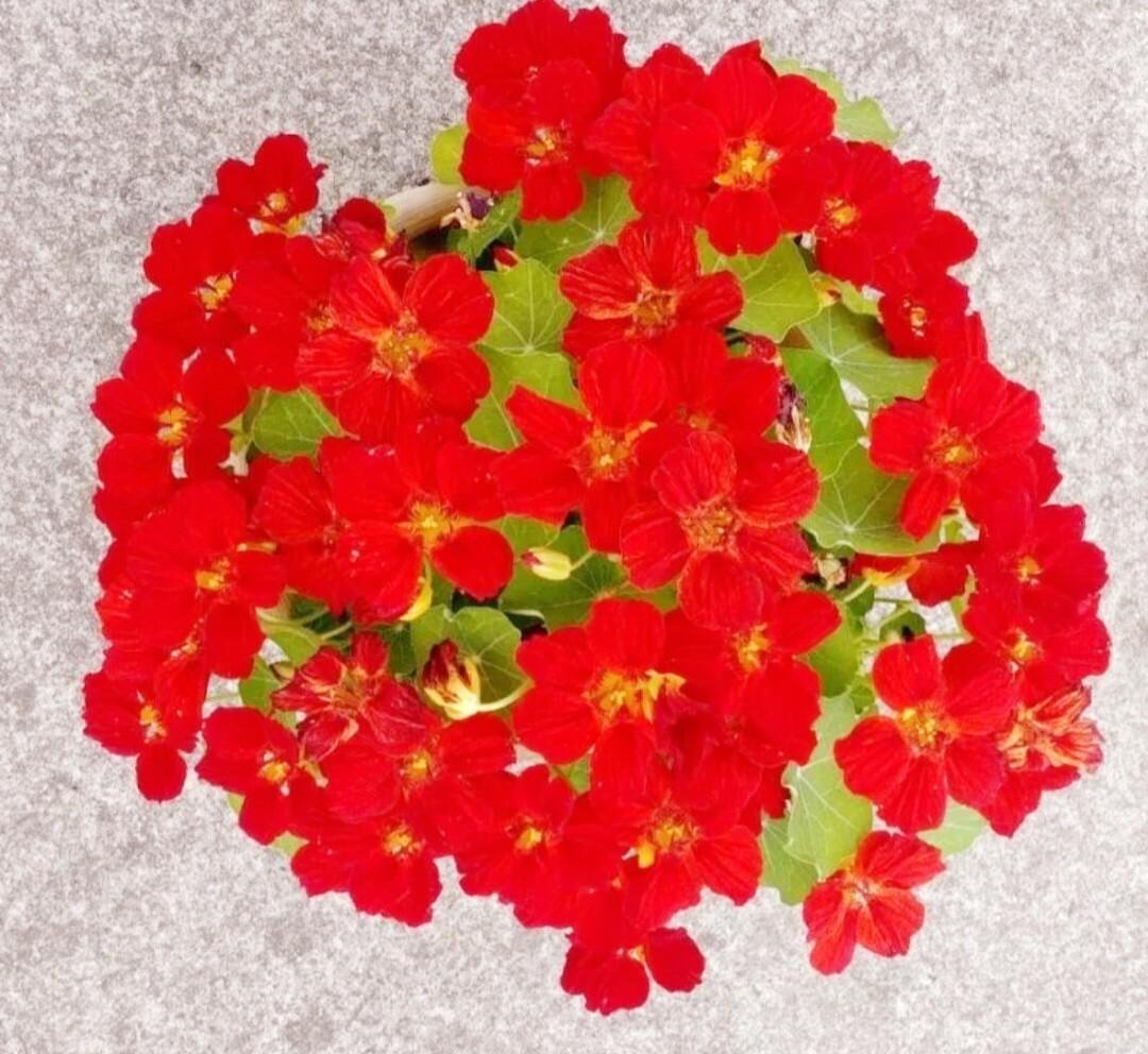 100 Nasturtium Seeds Tropaeolum majus Edible Flowers and Leaves – Spicy Flavor –