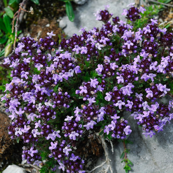 Thymus Serpyllum Purple Creeping Thyme. 2000 Seeds. Free Shipping!