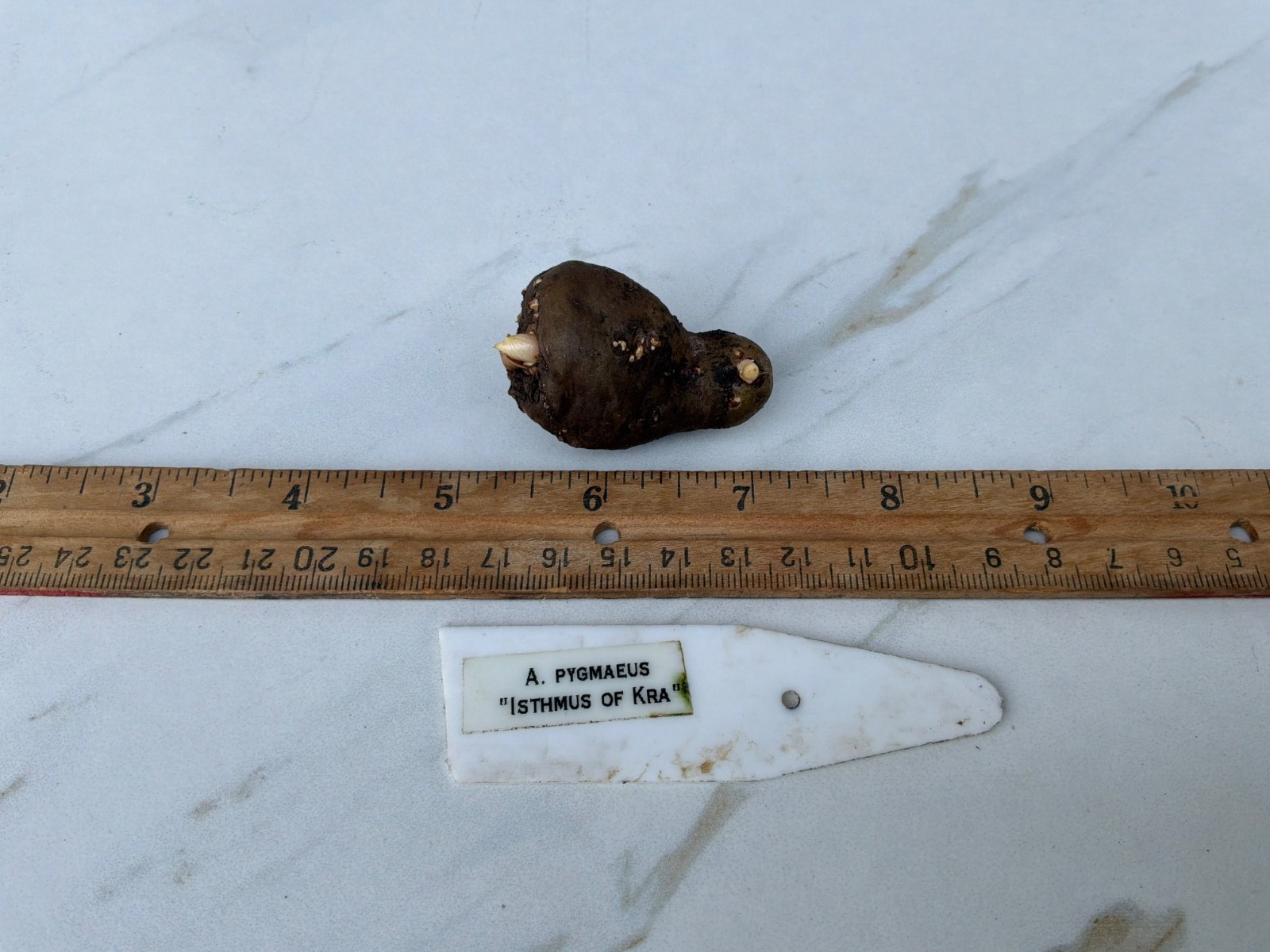 Amorphophallus pygmaeus IoK Gothic Tropical Black Rare Plant Aroid Bulb Flower