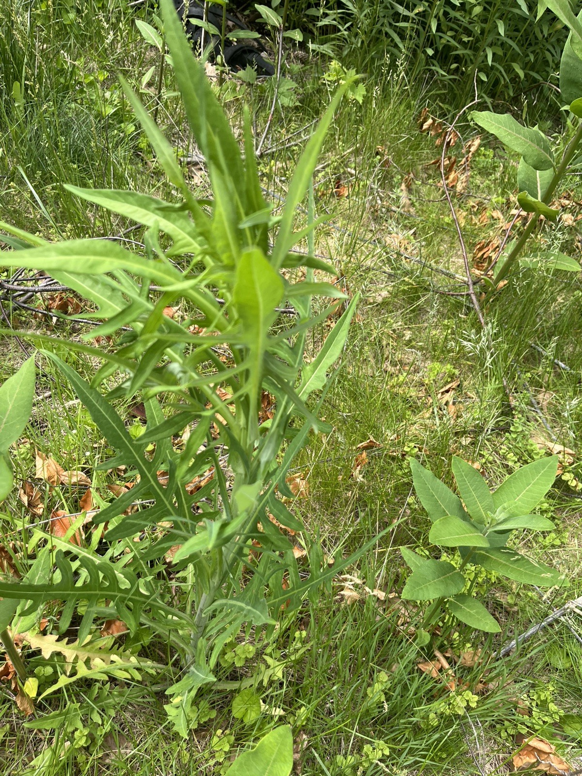 Conyza canadensis – Marestail – Native American – butterfly garden seeds